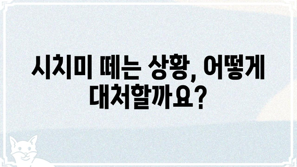 시치미 떼는 법| 상황별 꿀팁 & 주의사항 | 시치미, 떼는 법, 상황별, 꿀팁, 주의사항